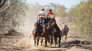 Outback Piomeers Cobb and Co Stagecoach