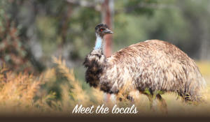 Emu in bush