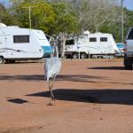 Longreach Tourist Park 11