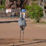 Longreach Tourist Park 4