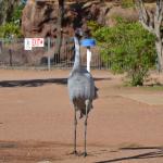 Longreach Tourist Park 5