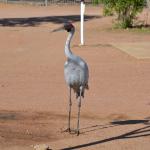 Longreach Tourist Park 6