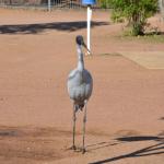 Longreach Tourist Park 7